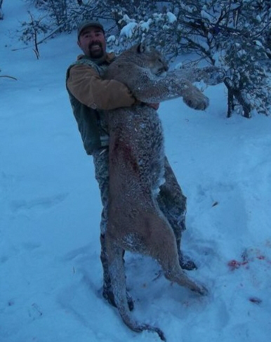 arizona mountain lion
