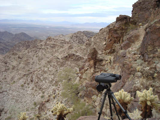desert sheep terrain