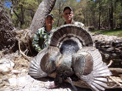 arizona gould's turkey hunting guides outfitters