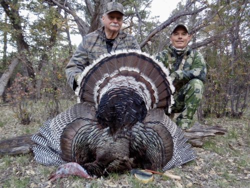 arizona goulds turkey hunting hunt guides outfitters
