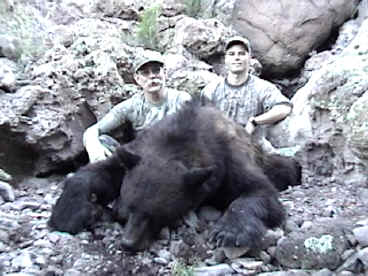record book desert bear 