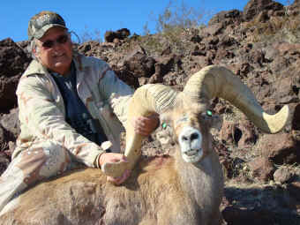 Nelson Desert Bighorn Sheep 2007
