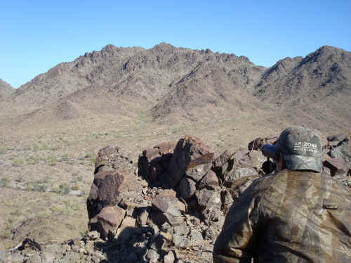 Looking at desert sheep through the glass