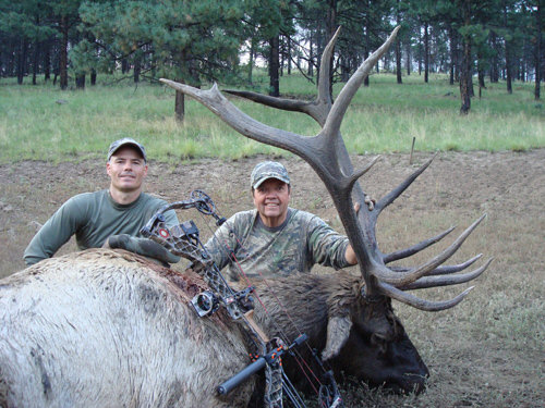 New Mexico archery bull elk