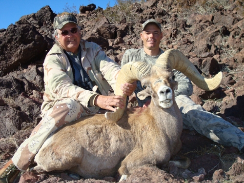 arizona desert bighorn sheep guides outfitters hunts hunting