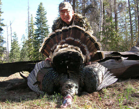 Arizona Merriam's turkey