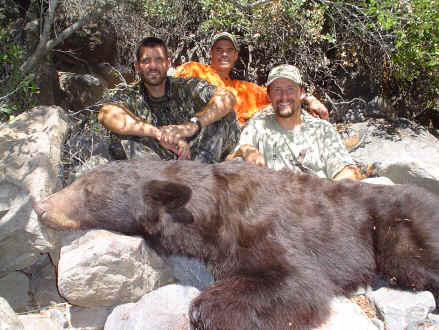 Big Arizona brown bear