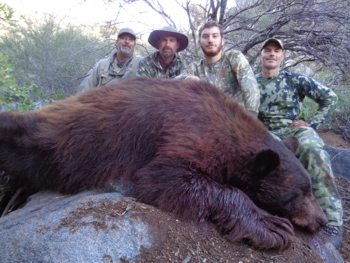 arizona bear hunt guides hunting outfitters