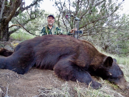 archery bear hunting in arizona outfitters guides