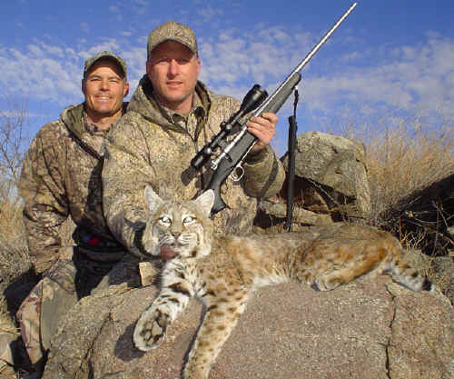 Arizona Bobcat