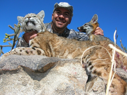 arizona bobcat hunting