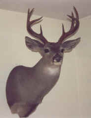 Arizona Coues deer 101 5/8 inches