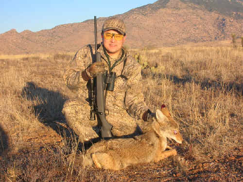 Arizona coyote