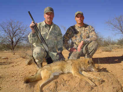 arizona coyote 