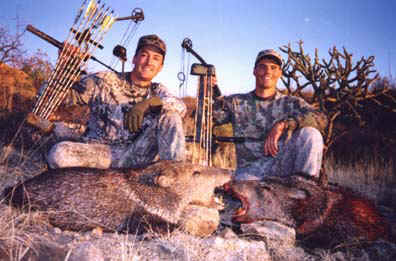 Arizona Guided Hunts Hunting Outfitters and Guides Archery Javelina 