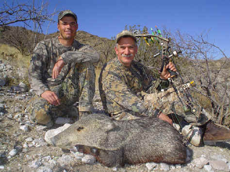 Arizona Javelina with a bow
