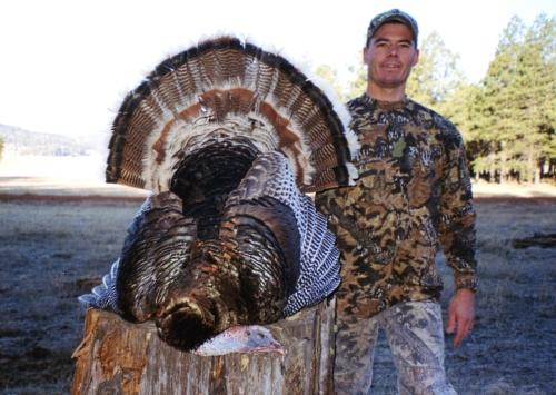 arizona merriams turkey hunting hunt guide outfitter