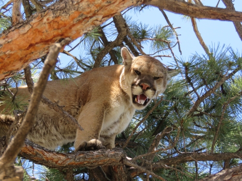 arizona mountain lion cougar hunts guides outfitters