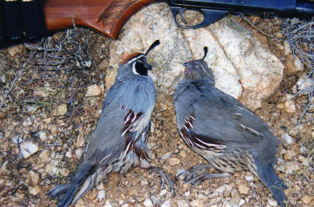 Gambel's Male and Female