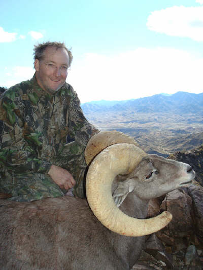 desert big horn sheep in Arizona