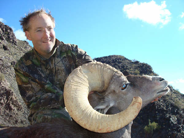 Bighorn Sheep Fighting. Arizona Desert Big horn sheep