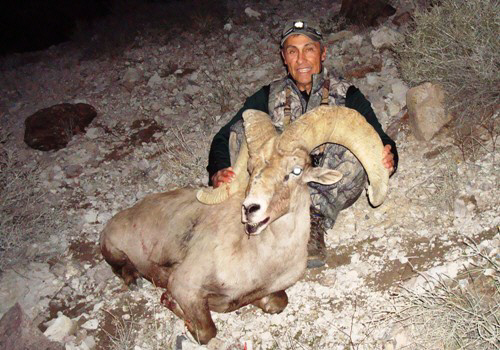 arizona desert bighorn sheep