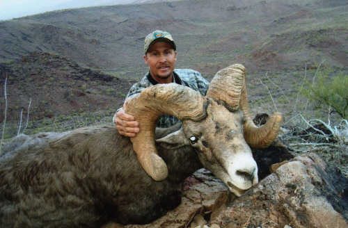Arizona desert bighorn sheep