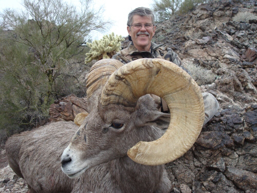 arizona desert big horn sheep