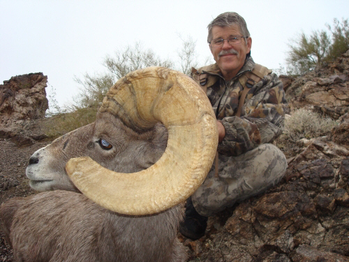 arizona desert big horn sheep guides outfitters