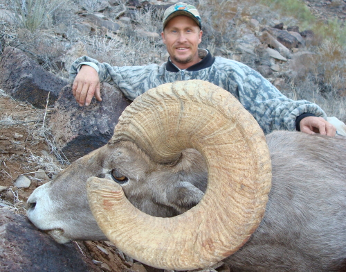 desert bighorn sheep guides outfitters mexicana sheep