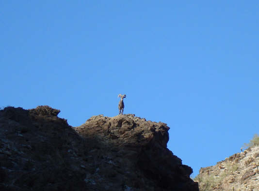 desert sheep ram