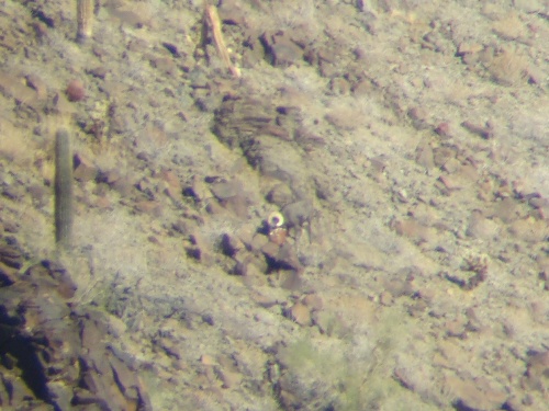 desert bighorn sheep