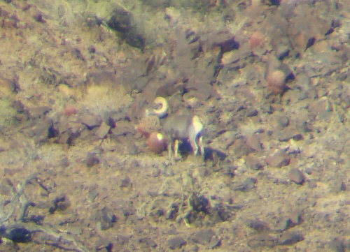 desert bighorn sheep