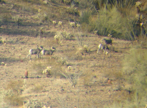 desert bighorn sheep