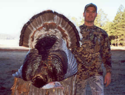 Arizona Merriam's turkey 