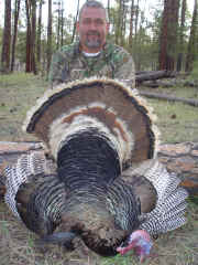 New Mexico Merriam's Turkey