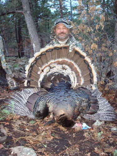 New Mexico Merriam's turkey tom