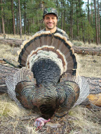 New Mexico Merriams wild turkey