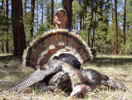 New Mexico Merriam's turkey