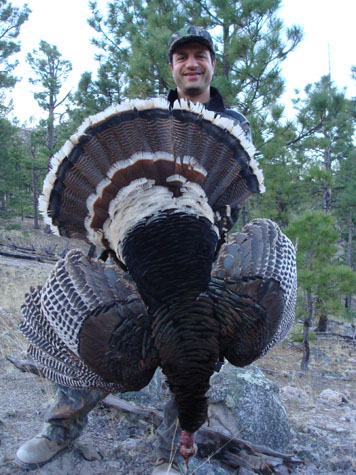 New Mexico Merriams turkey