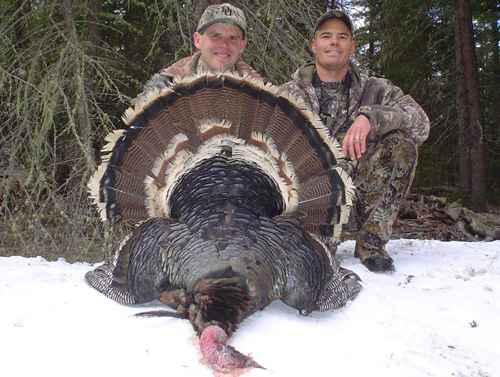 Arizona Merriam's turkey in unit 1