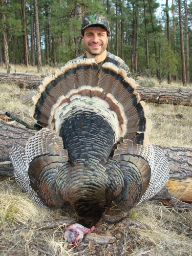 merriam's turkey in the gila