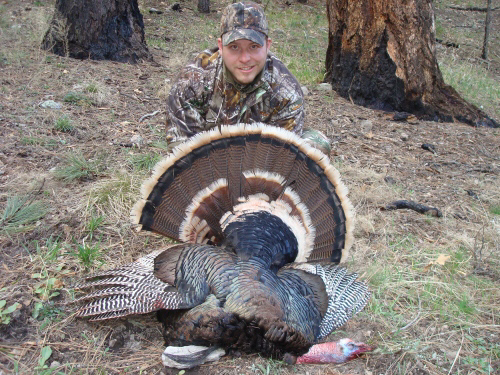 new mexico merriam's turkey