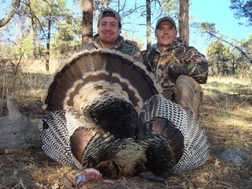 new mexico merriam's turkey