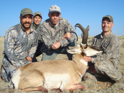 arizona pronghorn antelope buck