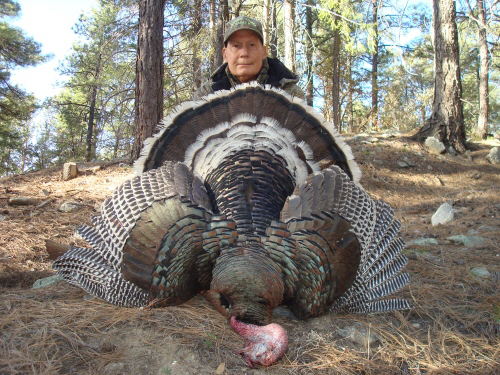 goulds turkey in arizona