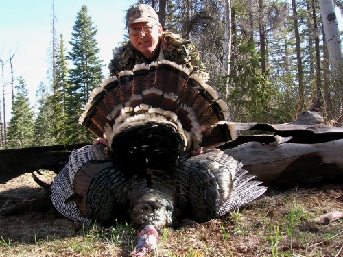 arizona guided turkey hunts merriams guide outfitter