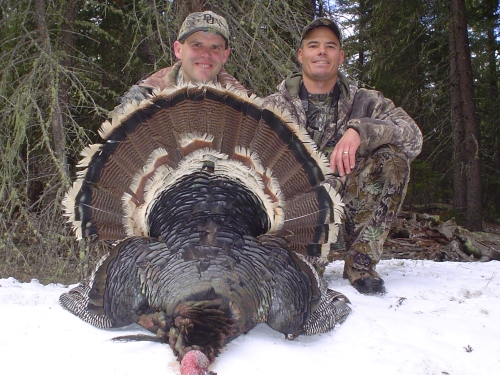 arizona turkey hunting merriams guide outfitter