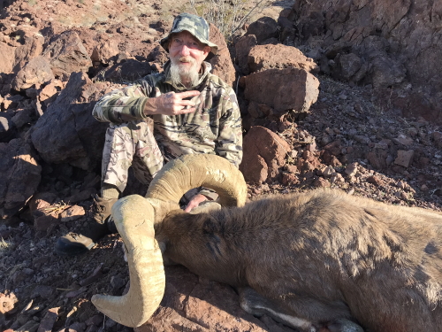 arizona desert big horn sheep hunting