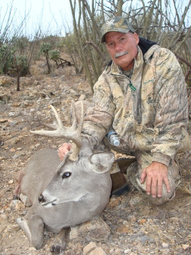 arizona coues deer buck